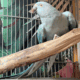3 year old Indian Ringneck – Blue Female